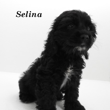 puppy, for, sale, Cocker Spaniel, Joe & Cherri  Overlease, dog, breeder, Miller, MO, dog-breeder, puppy-for-sale, forsale, nearby, find, puppyfind, locator, puppylocator, aca